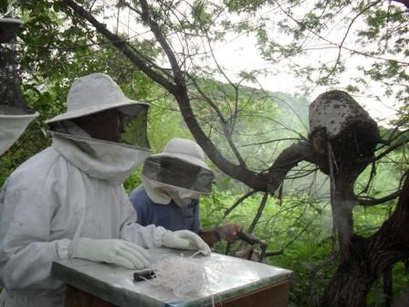 Formação pela Experimentação em Manejo da Caatinga