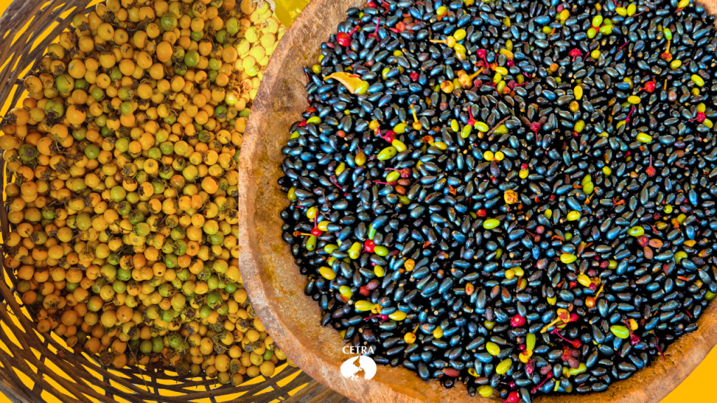 Floresta de Alimentos planta agrofloresta na Festa do Murici e do Batiputá